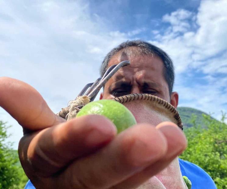 Ejército realiza acciones en Michoacán para proteger a limoneros