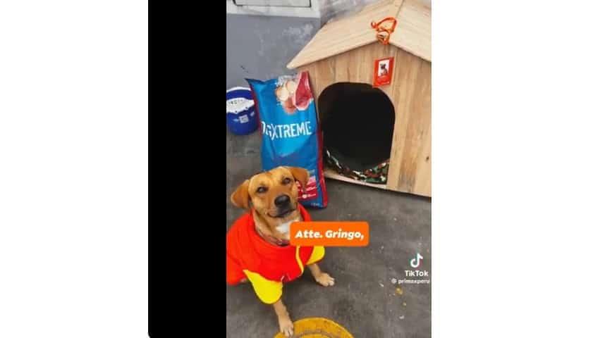 Héroe de cuatro patas frustra asalto en gasolinera de Perú