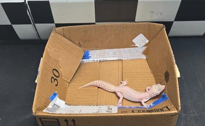 Guardia Nacional localiza un gecko leopardo, enviado por paquetería