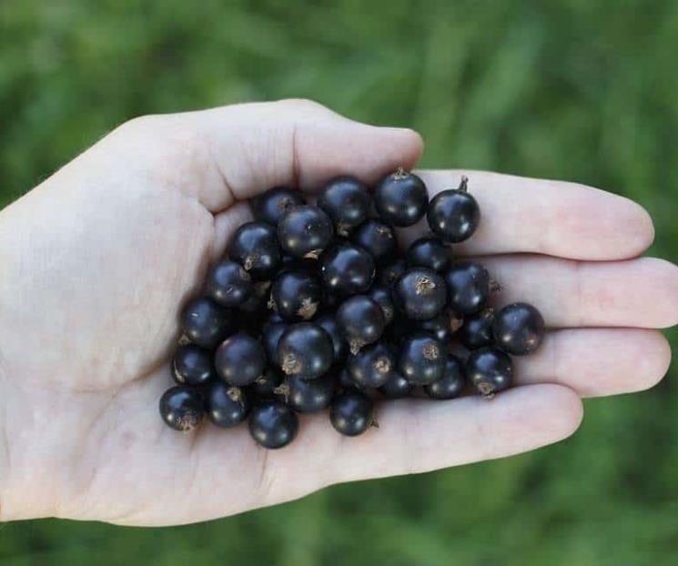 El superalimento que previene  formación de cálculos en los riñones