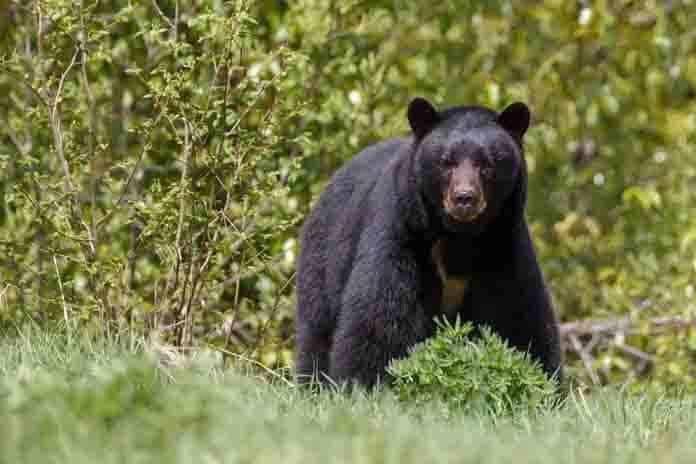 Someten a consulta NAE para proteger la fauna local