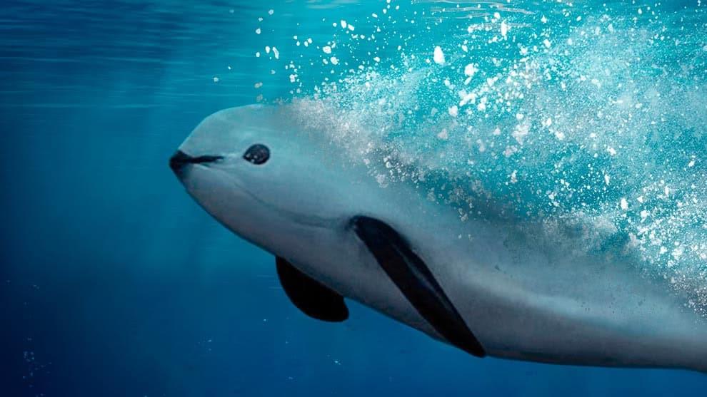 La razón por la que la vaquita marina está en peligro de extinción