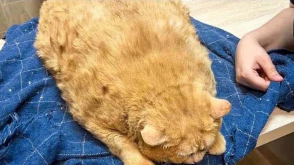 Rescatan en Rusia gato que pesaba 17 kilos y no podía caminar