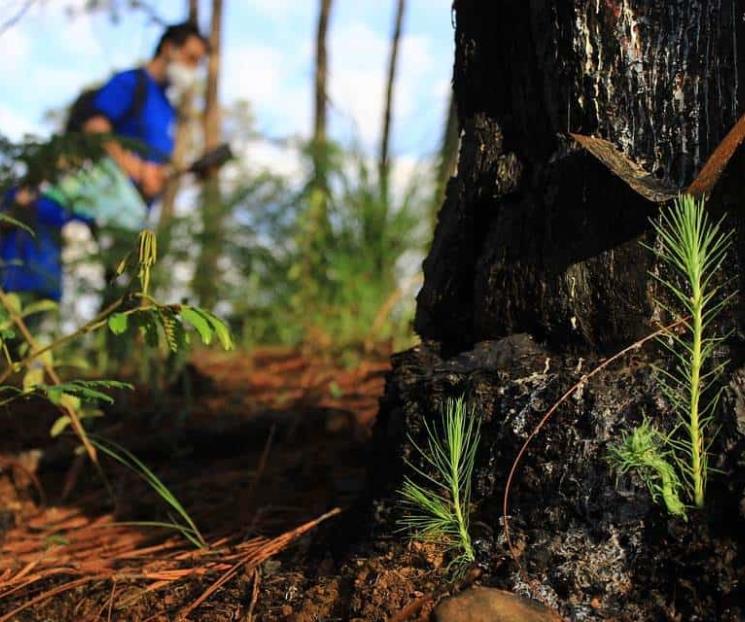 Reforestación debe ser con la información correcta: ecólogo