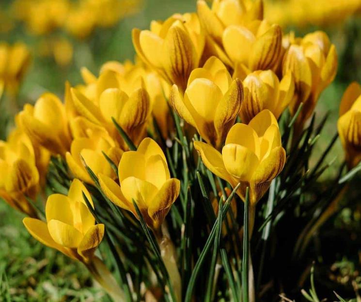 ¿Por qué se regalan flores amarillas en Septiembre?