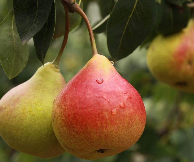 Fruta que ayuda en tratamiento de la gota y el reumatismo