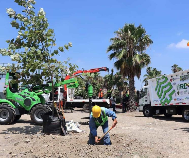 Suman 510 árboles plantados dentro de los Bosques Ciudadanos en NL