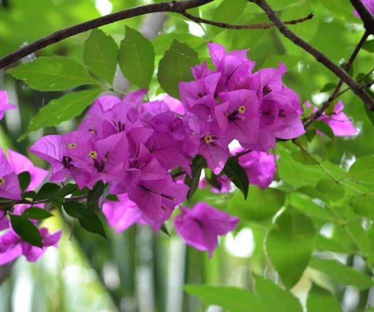 La flor natural que calma la tos