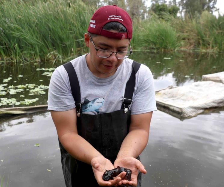 UNAM alerta por desaparición de ajolotes en 2025 en Xochimilco