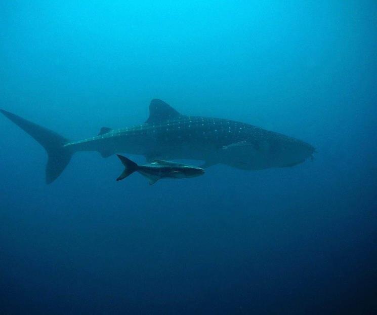 Los peces más grandes: Biólogo explica desafíos de su conservación